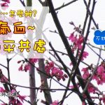 126先与气血-和平共处